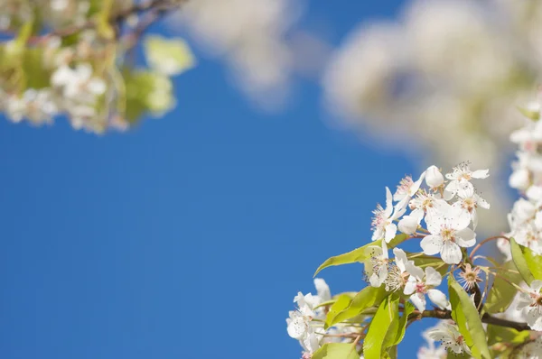 Весняний квітучий цвіт дерева — стокове фото