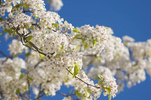 Floraison printanière Fleurs d'arbre — Photo