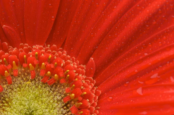 Macro Red Gerber Daisy com gotas de água — Fotografia de Stock