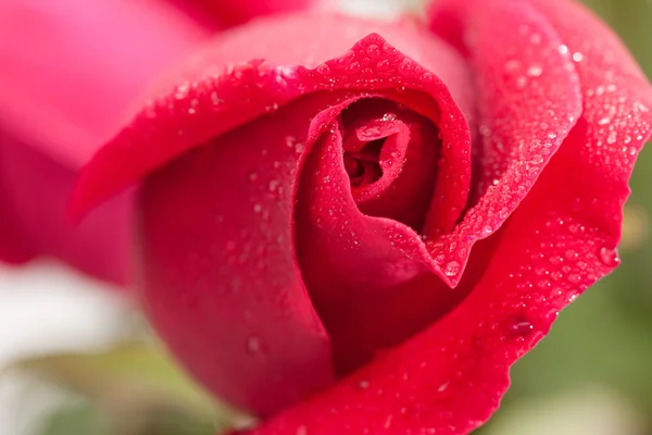 Hermosa rosa roja macro con gotas de rocío . — Foto de Stock