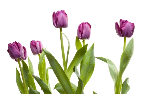 Stock image Macro of Purple Tulips with Water Drops