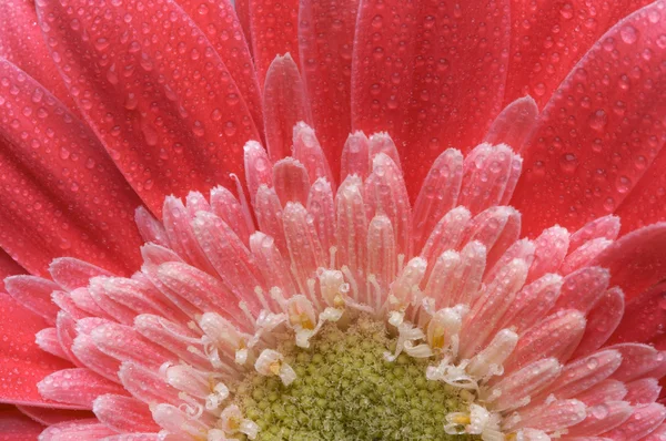 マクロ ピンク ガーバー デイジー水滴 — ストック写真