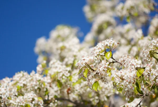 Цветущее весеннее дерево — стоковое фото