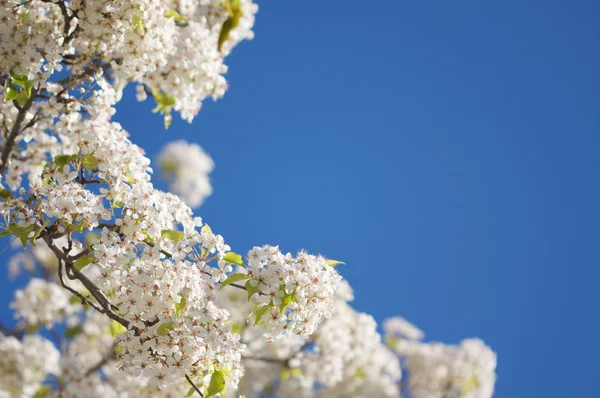Primavera floração árvore flor — Fotografia de Stock