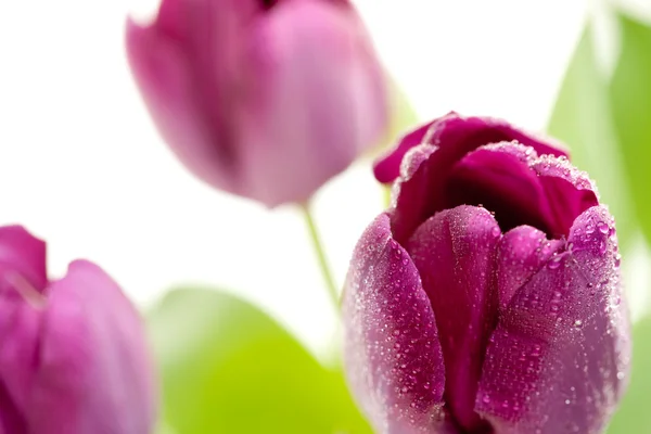 Macro de tulipanes morados con gotas de agua — Foto de Stock