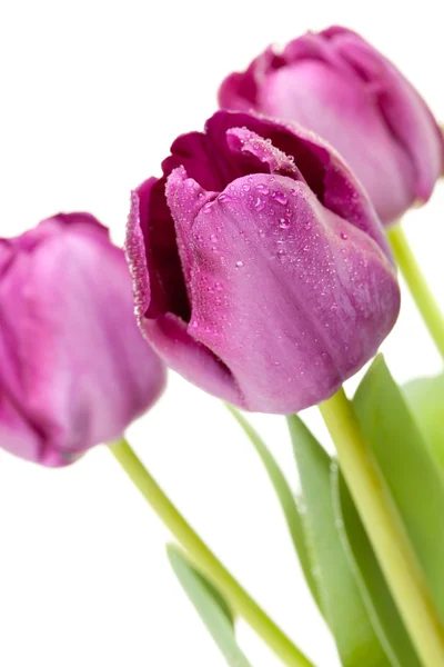 Macro of Purple Tulips with Water Drops — Stock Photo, Image