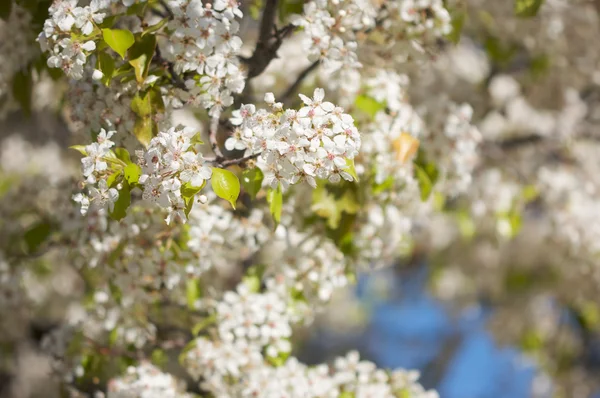 Весняний квітучий цвіт дерева — стокове фото