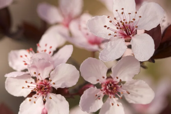 Kora tavasszal rózsaszín virágait — Stock Fotó