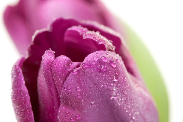 Macro of Purple Tulips with Water Drops — Stock Photo, Image