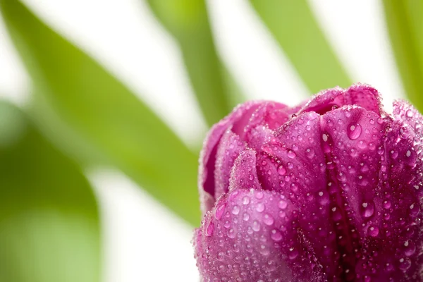 Macro van paarse tulpen met water drops — Stockfoto