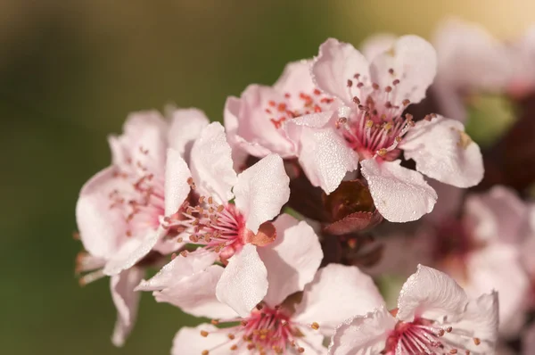 Erken ilkbaharda Pembe ağaç çiçekleri — Stok fotoğraf