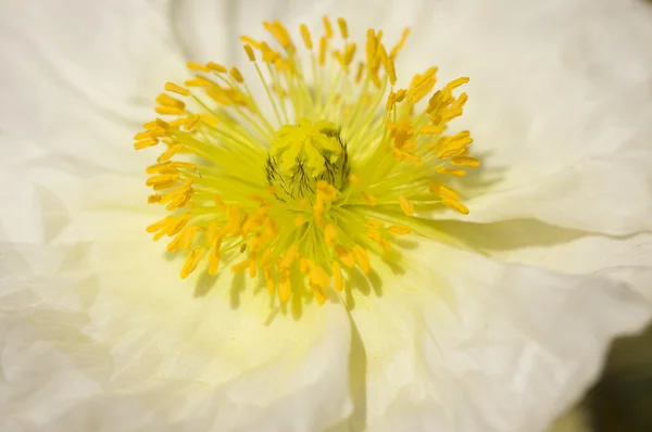 stock image Macro White Iceland Poppie Bloom