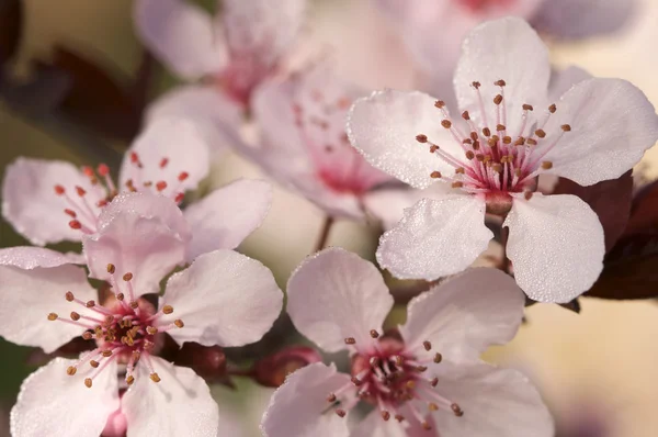 Vroege voorjaar roze boom blossoms — Stockfoto
