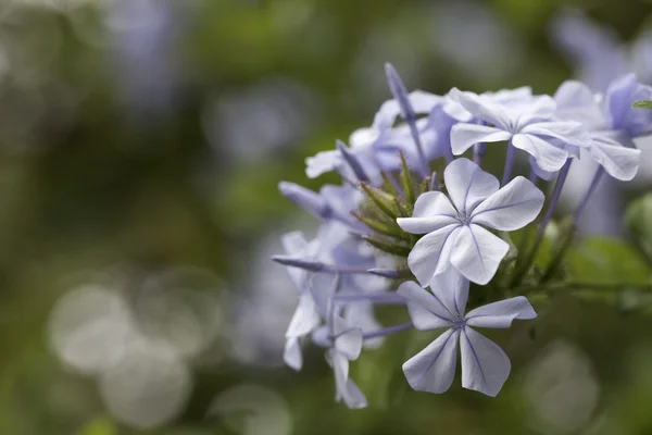 Wiosna fioletowy kwiat kwitnąć makro — Zdjęcie stockowe