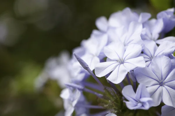 Wiosna makro fioletowy kwiat kwitnąć — Zdjęcie stockowe