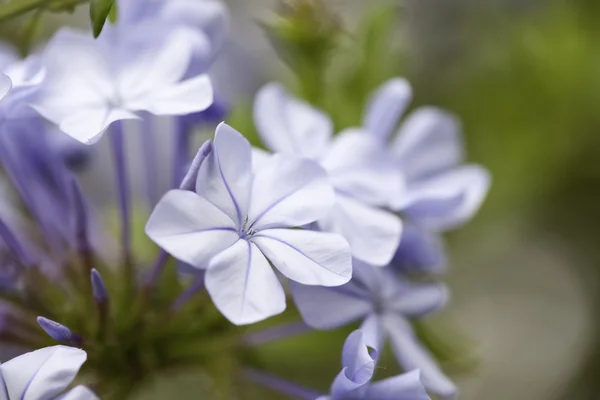 Wiosna fioletowy kwiat kwitnąć makro z wąskim d — Zdjęcie stockowe