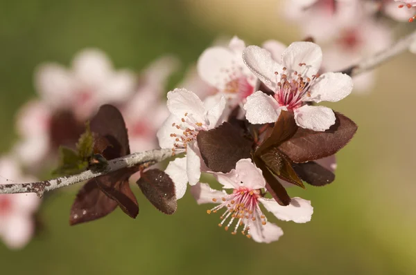 早春粉色树开花 — 图库照片