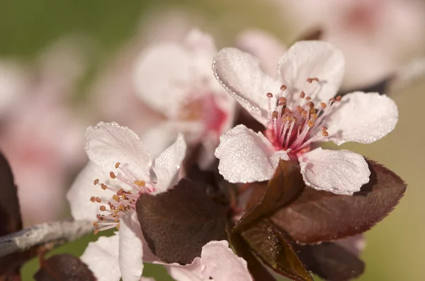 Agli inizi della primavera fiori di albero rosa — Foto Stock