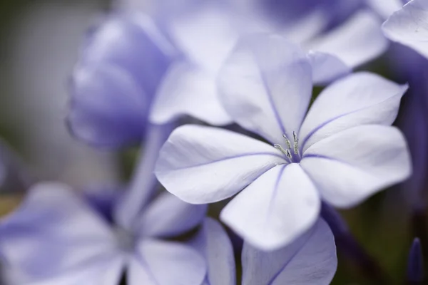 Purple Spring Flower Blossom Macro with Narrow D — Stock Photo, Image