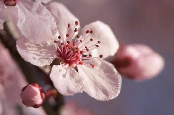 Primavera temprana Pink Tree Blossoms —  Fotos de Stock