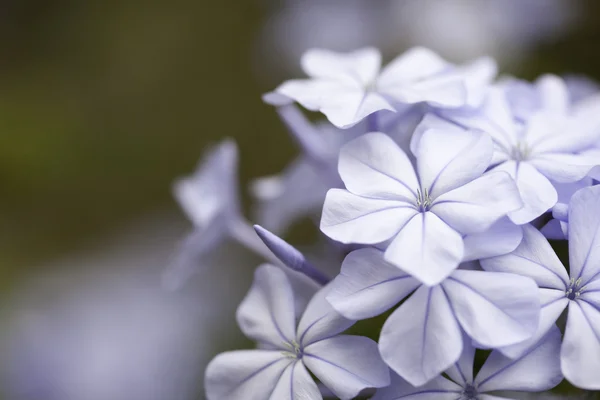 Wiosna fioletowy kwiat kwitnąć makro z wąskim d — Zdjęcie stockowe