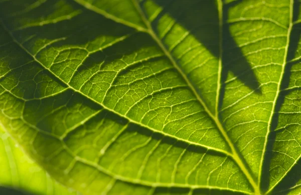 Macro Backlit Leaf — Stock Photo, Image