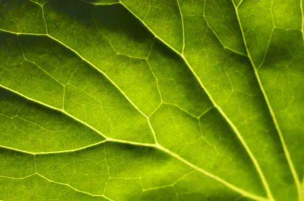 Macro Backlit Large Leaf — Stock Photo, Image