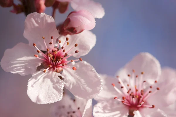 이른 봄에 핑크 나무 꽃 — 스톡 사진