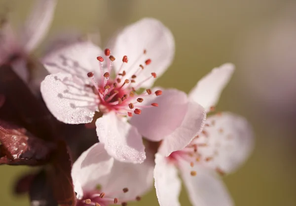 Tidigt på våren rosa träd blommar — Stockfoto
