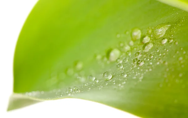 Макро водяных капель на тюльпановый лист на белой ба — стоковое фото