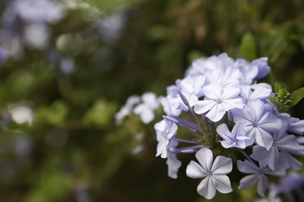 Paarse voorjaar bloem bloeien macro met smalle d — Stockfoto