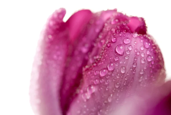 Macro de tulipas roxas com gotas de água — Fotografia de Stock