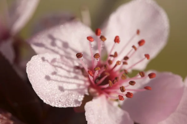 이른 봄에 핑크 나무 꽃 — 스톡 사진