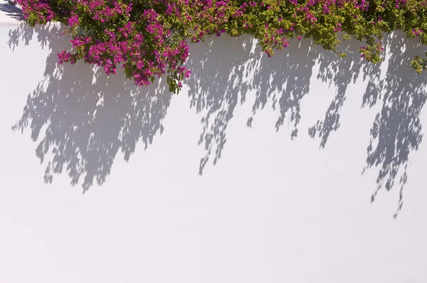 stock image Bougainvilleas Casting Shadow