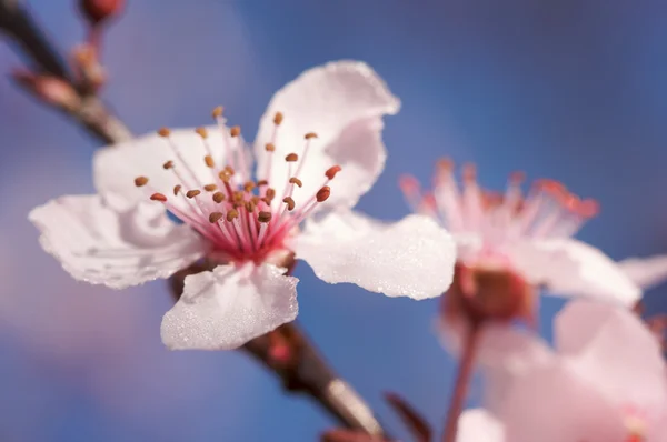 早春粉色树开花 — 图库照片