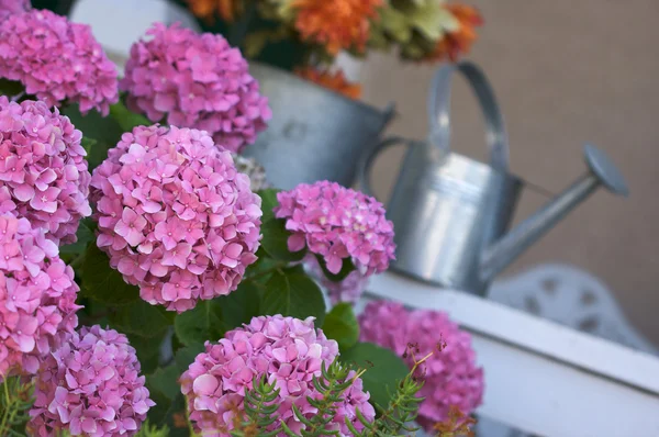 Gyönyörű Hortenzia virágok — Stock Fotó