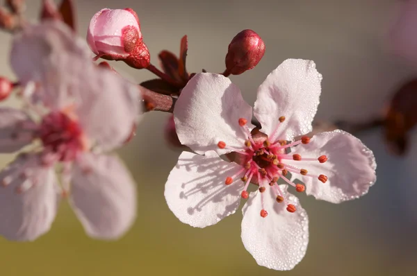 Early Spring Pink Tree Blossoms — Stock Photo, Image
