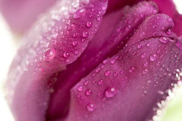 Макро фіолетових тюльпанів з краплями води — стокове фото