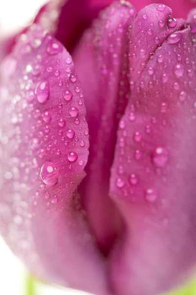 Macro de tulipas roxas com gotas de água — Fotografia de Stock