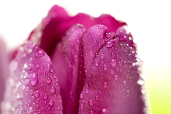 Macro di tulipani viola con gocce d'acqua — Foto Stock
