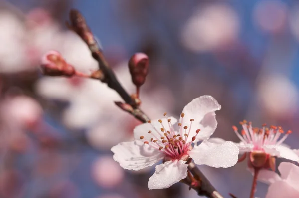 Brzy na jaře strom růžové květy — Stock fotografie