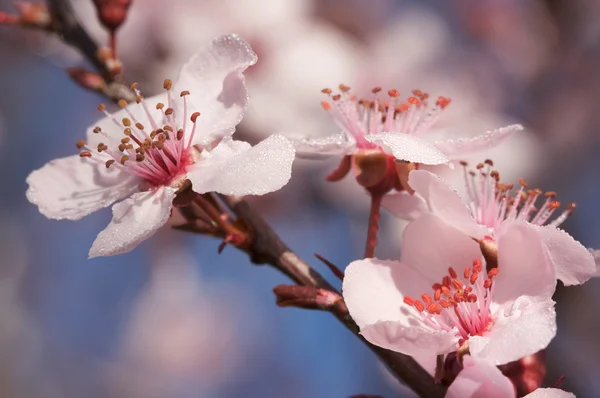 Vorfrühling rosa Baumblüten — Stockfoto