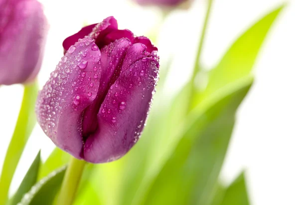 Macro van paarse tulpen met water drops — Stockfoto