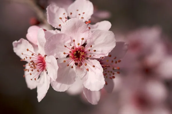 Tidlige forår lyserøde træ blomster - Stock-foto