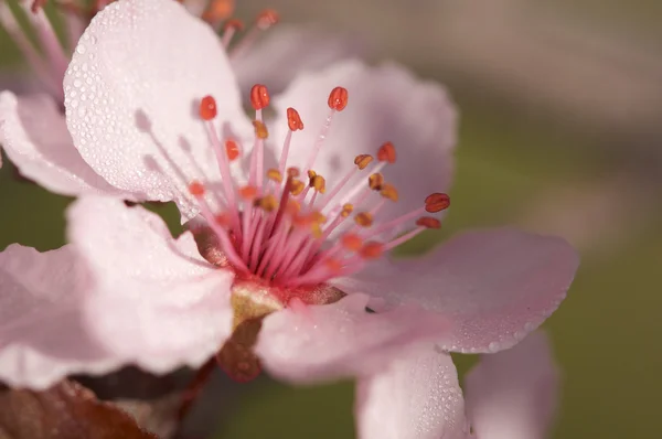 Kora tavasszal rózsaszín virágait — Stock Fotó
