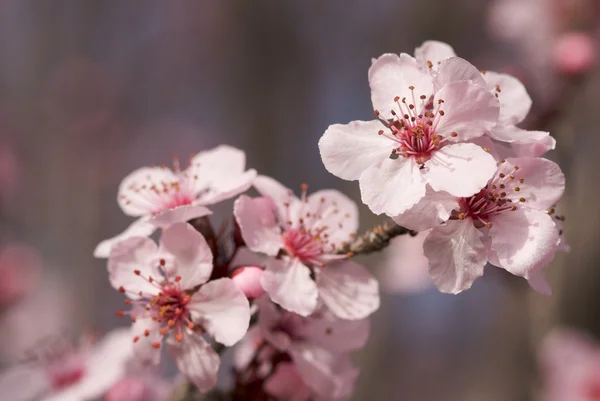 Wczesną wiosną drzewa różowe kwiaty — Zdjęcie stockowe