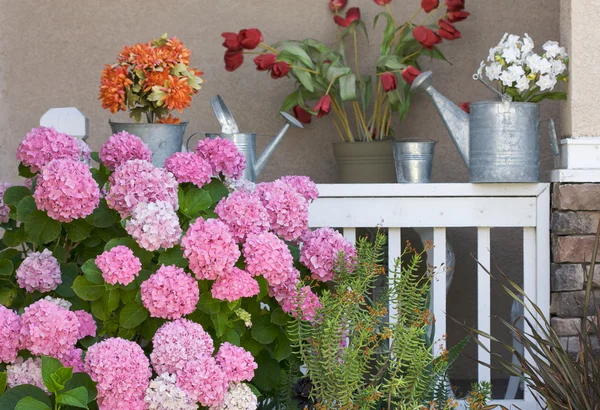 Krásné hortenzie květů — Stock fotografie