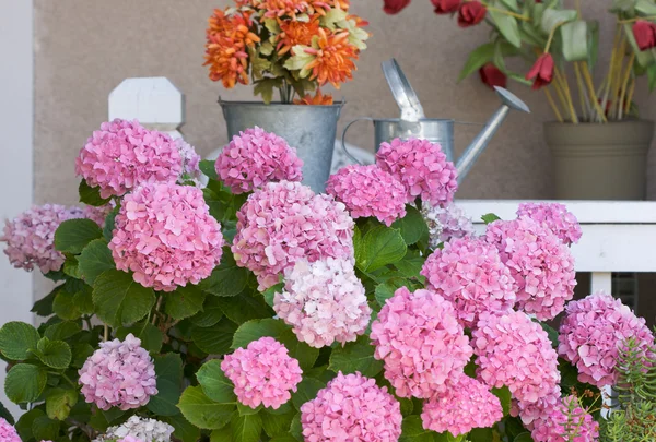 Krásné hortenzie květů — Stock fotografie
