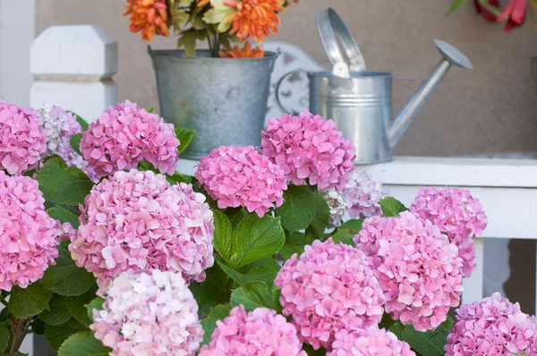 Gyönyörű Hortenzia virágok — Stock Fotó