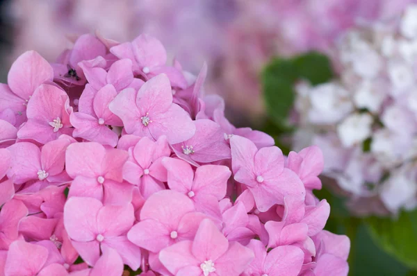 Όμορφη Ορτανσία άνθη — Φωτογραφία Αρχείου